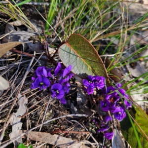 Hardenbergia violacea at Bombay, NSW - 24 Aug 2024 01:36 PM