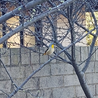 Pardalotus punctatus (Spotted Pardalote) at Curtin, ACT - 24 Aug 2024 by GirtsO