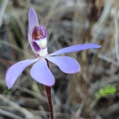 Cyanicula caerulea (Blue Fingers, Blue Fairies) at Denman Prospect, ACT - 24 Aug 2024 by Bubbles