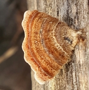 Xylobolus illudens at Yass River, NSW - 24 Aug 2024 01:55 PM