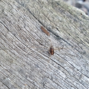 Opiliones (order) at Yass River, NSW - 24 Aug 2024 02:12 PM