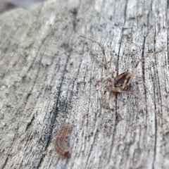 Opiliones (order) at Yass River, NSW - 24 Aug 2024 02:12 PM