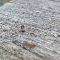 Opiliones (order) at Yass River, NSW - 24 Aug 2024 02:12 PM