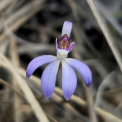 Cyanicula caerulea (Blue Fingers, Blue Fairies) at Carwoola, NSW - 24 Aug 2024 by Csteele4