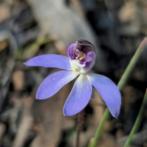 Cyanicula caerulea at Carwoola, NSW - 24 Aug 2024