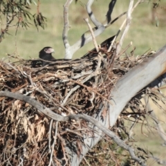 Aquila audax (Wedge-tailed Eagle) at Kambah, ACT - 24 Aug 2024 by HelenCross