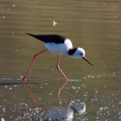 Himantopus leucocephalus (Pied Stilt) at Bungendore, NSW - 10 Aug 2024 by RomanSoroka