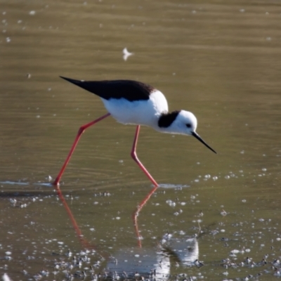 Himantopus leucocephalus (Pied Stilt) at Bungendore, NSW - 11 Aug 2024 by RomanSoroka