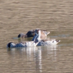 Malacorhynchus membranaceus (Pink-eared Duck) at Bungendore, NSW - 10 Aug 2024 by RomanSoroka