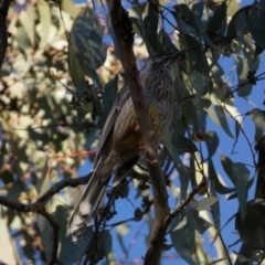 Anthochaera carunculata (Red Wattlebird) at Jerrabomberra, NSW - 24 Aug 2024 by SteveBorkowskis