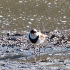 Charadrius melanops (Black-fronted Dotterel) at Bungendore, NSW - 11 Aug 2024 by RomanSoroka