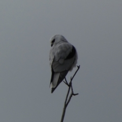 Elanus axillaris (Black-shouldered Kite) at Whitlam, ACT - 19 Aug 2024 by SteveBorkowskis