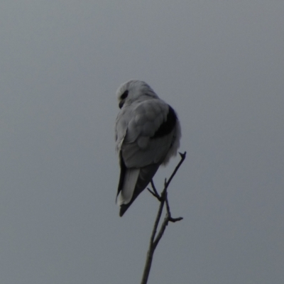 Elanus axillaris (Black-shouldered Kite) at Whitlam, ACT - 19 Aug 2024 by SteveBorkowskis