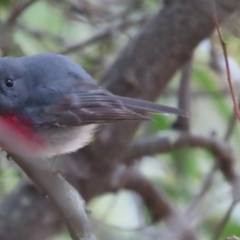 Petroica rosea (Rose Robin) at Kambah, ACT - 23 Aug 2024 by SandraH