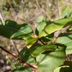 Syncarpia glomulifera (Turpentine) at Tianjara, NSW - 21 Aug 2024 by RobG1