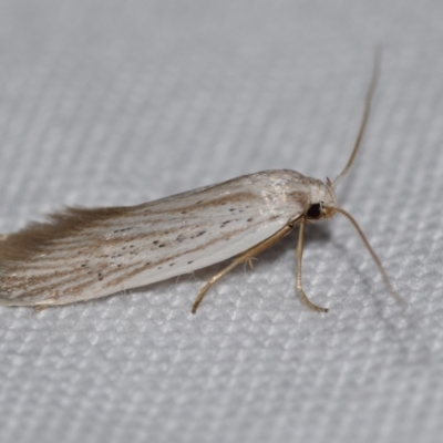 Xylorycta (genus) at Jerrabomberra, NSW - 24 Aug 2024 by DianneClarke