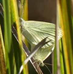 Pieris rapae (Cabbage White) at Braemar, NSW - 24 Aug 2024 by Curiosity