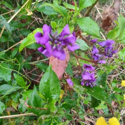 Hardenbergia violacea (False Sarsaparilla) at Malua Bay, NSW - 24 Aug 2024 by LyndalT