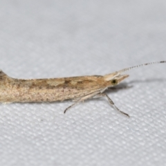 Leuroperna sera (A Plutellid moth) at Jerrabomberra, NSW - 24 Aug 2024 by DianneClarke