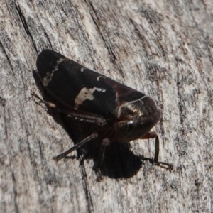 Eurypella tasmaniensis at Hall, ACT - 24 Aug 2024