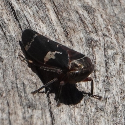 Eurypella tasmaniensis (Eurypella tasmaniensis) at Hall, ACT - 24 Aug 2024 by Anna123