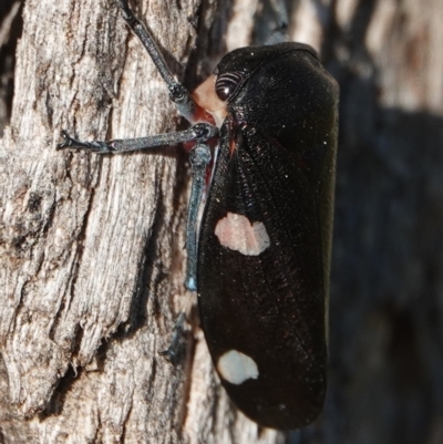 Eurymela distincta (Gumtree leafhopper) at Hall, ACT - 24 Aug 2024 by Anna123