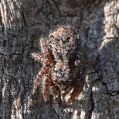 Servaea incana (Hoary Servaea) at Hall, ACT - 24 Aug 2024 by Anna123