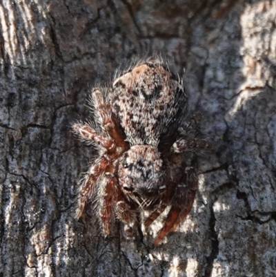 Servaea incana (Hoary Servaea) at Hall, ACT - 24 Aug 2024 by Anna123