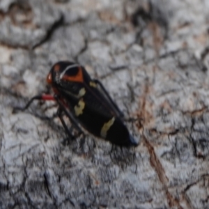 Eurymeloides pulchra at Hall, ACT - 24 Aug 2024 03:56 PM