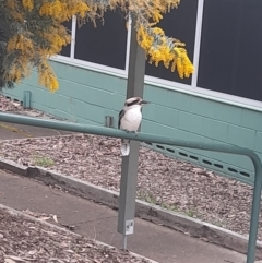 Dacelo novaeguineae (Laughing Kookaburra) at Garran, ACT - 25 Aug 2024 by VanceLawrence