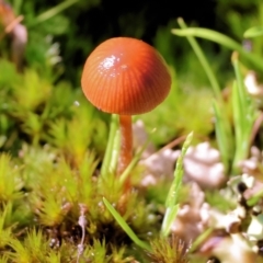 Galerina sp. at Beechworth, VIC - 24 Aug 2024 by KylieWaldon