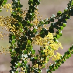 Acacia pravissima (Wedge-leaved Wattle, Ovens Wattle) at Wooragee, VIC - 24 Aug 2024 by KylieWaldon