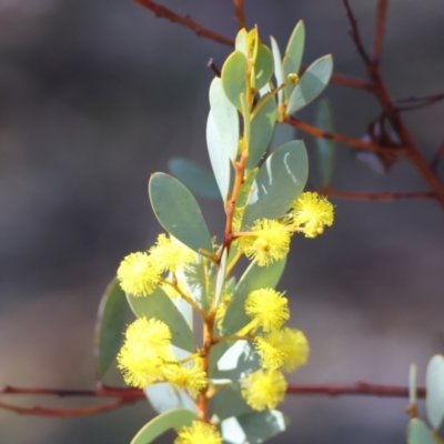 Acacia buxifolia subsp. buxifolia (Box-leaf Wattle) at Wooragee, VIC - 24 Aug 2024 by KylieWaldon