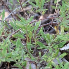 Billardiera scandens (Hairy Apple Berry) at Wooragee, VIC - 24 Aug 2024 by KylieWaldon