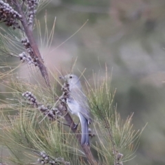 Colluricincla harmonica (Grey Shrikethrush) at Whitlam, ACT - 25 Aug 2024 by JimL