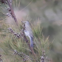 Colluricincla harmonica at Whitlam, ACT - 25 Aug 2024 10:17 AM