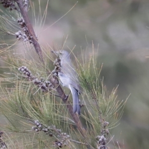 Colluricincla harmonica at Whitlam, ACT - 25 Aug 2024 10:17 AM