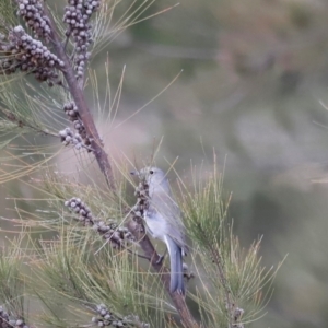 Colluricincla harmonica at Whitlam, ACT - 25 Aug 2024