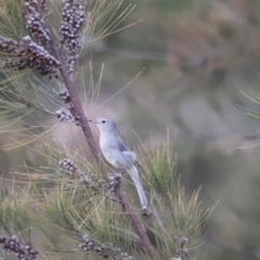 Colluricincla harmonica at Whitlam, ACT - 25 Aug 2024