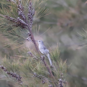 Colluricincla harmonica at Whitlam, ACT - 25 Aug 2024 10:17 AM