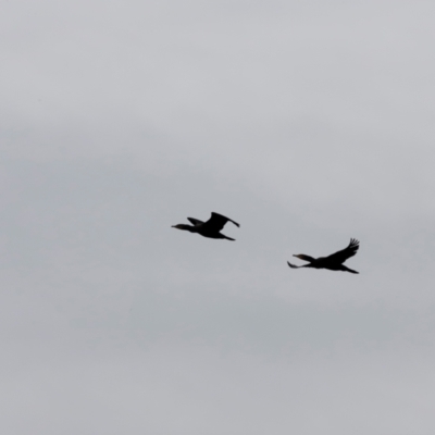 Phalacrocorax carbo (Great Cormorant) at Whitlam, ACT - 25 Aug 2024 by JimL