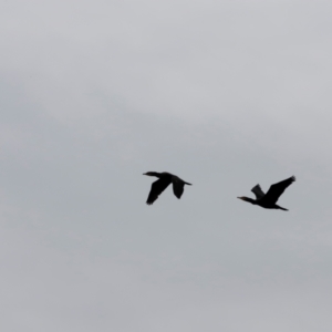 Phalacrocorax carbo at Whitlam, ACT - 25 Aug 2024