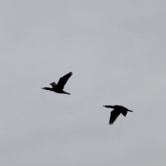 Phalacrocorax carbo at Whitlam, ACT - 25 Aug 2024