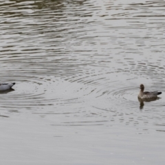 Chenonetta jubata (Australian Wood Duck) at Whitlam, ACT - 25 Aug 2024 by JimL