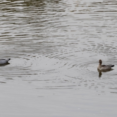 Chenonetta jubata (Australian Wood Duck) at Whitlam, ACT - 24 Aug 2024 by JimL