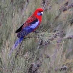 Platycercus elegans (Crimson Rosella) at Whitlam, ACT - 25 Aug 2024 by JimL