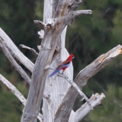 Platycercus elegans at Whitlam, ACT - 25 Aug 2024 10:10 AM