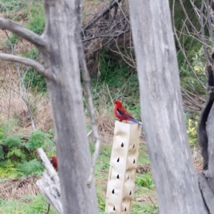 Platycercus elegans at Whitlam, ACT - 25 Aug 2024 10:10 AM