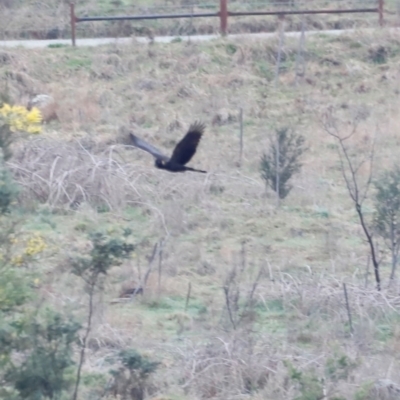 Zanda funerea (Yellow-tailed Black-Cockatoo) at Whitlam, ACT - 25 Aug 2024 by JimL