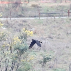 Zanda funerea at Whitlam, ACT - 25 Aug 2024